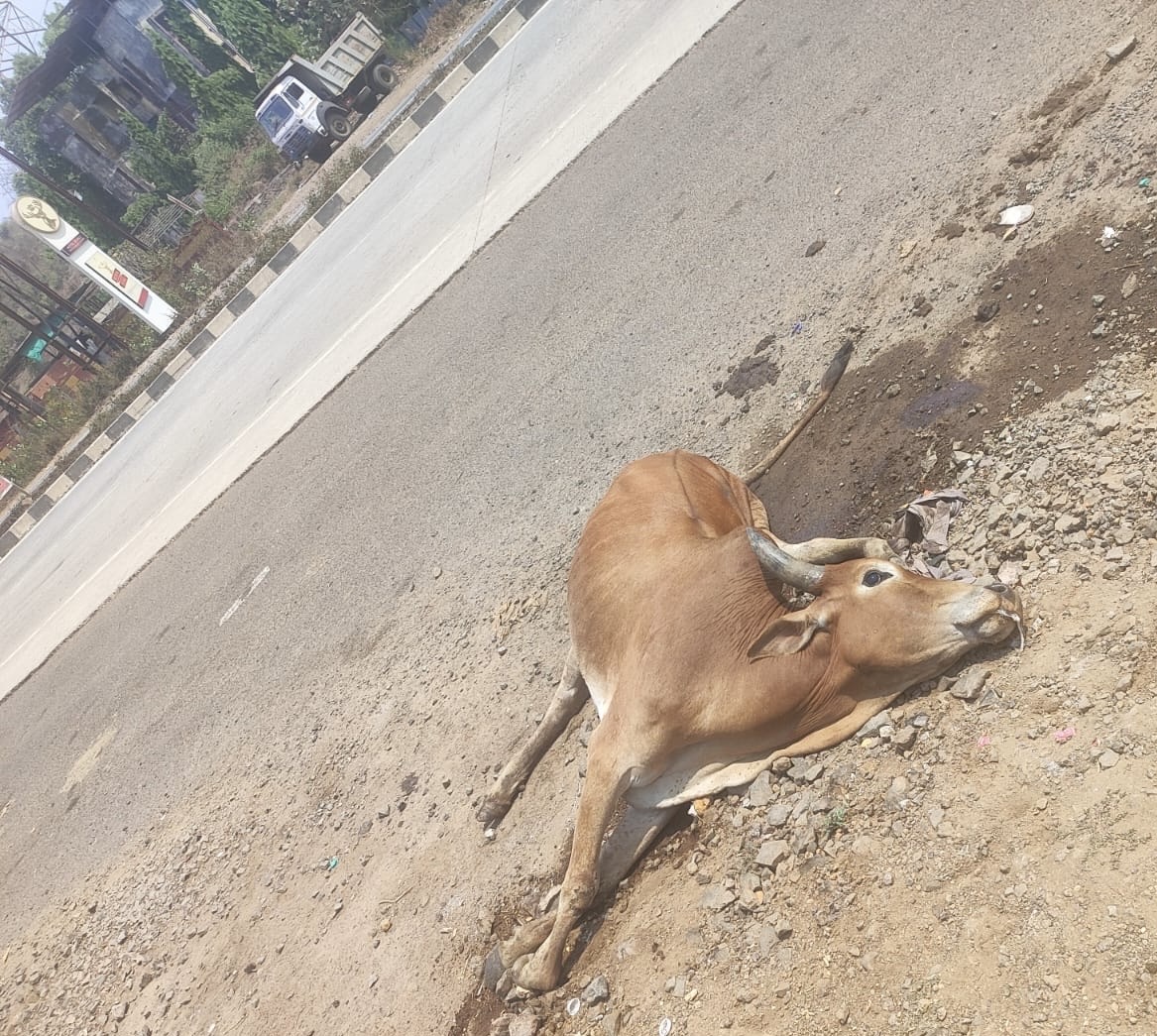 ऐनघरजवळ अपघातात गायीचा मृत्यू; महामार्गावरील वाढत्या दुर्घटनांमुळे भीतीचे वातावरण पोलीस वसुलीत व्यस्त असल्याचा नागरिकांचा आरोप